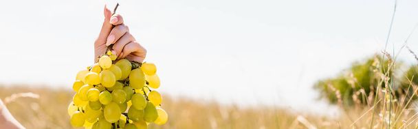 cropped view of female hand with bunch of ripe grapes, website header - Фото, зображення