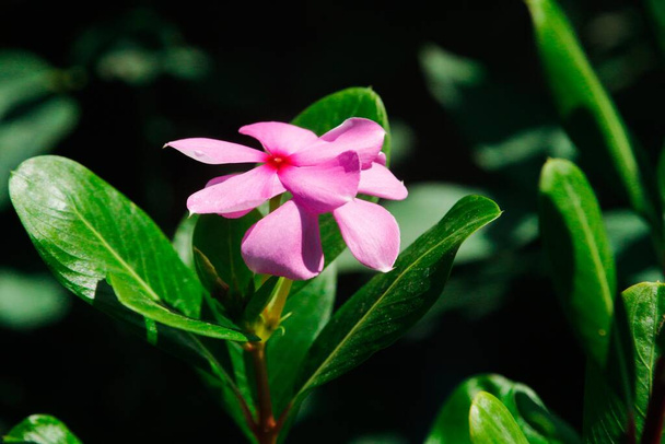 Schöne Katharanthus roseus Blumen blühen im Garten. - Foto, Bild