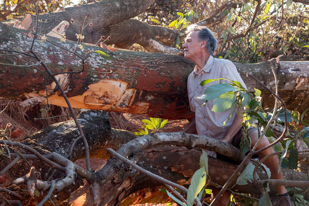 Biologiste écologiste regardant au-dessus de la cause des dommages à un arbre d'avocat qui a été bulldozer vers le bas dans une zone urbaine de Brasilia, Brésil, pour faire place à l'expansion dans la partie nord-ouest de la ville. - Photo, image