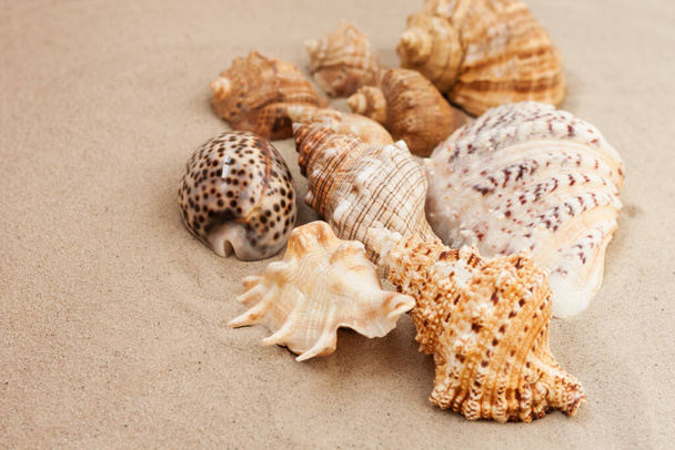 Seashells sea shell on the sand, summer beach background travel concept with copy space for text - Foto, imagen