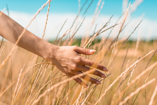cropped view of woman touching spikelets in meadow, selective focus - Foto, Imagem