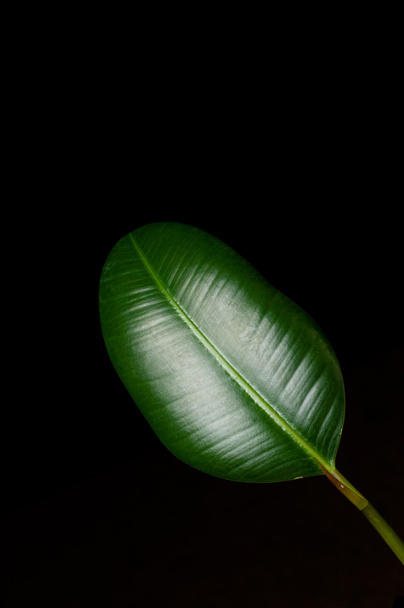 ficus elasticoides leaf - Photo, Image