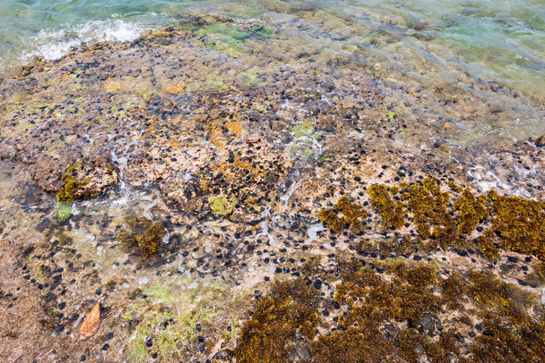 Viele Seeigel an den Korallen an der Küste der Insel Bequia. - Foto, Bild