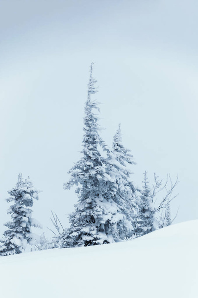 雪に覆われたモミの木と冬のミニマルな風景 - 写真・画像