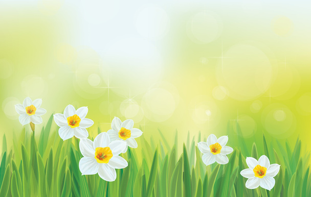 vector daffodil bloemen op hemelachtergrond. - Vector, afbeelding
