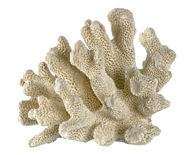 koralowce - Zdjęcie, obraz