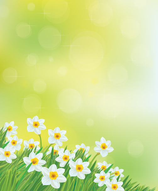 Vector daffodil flowers background. - Vector, Image