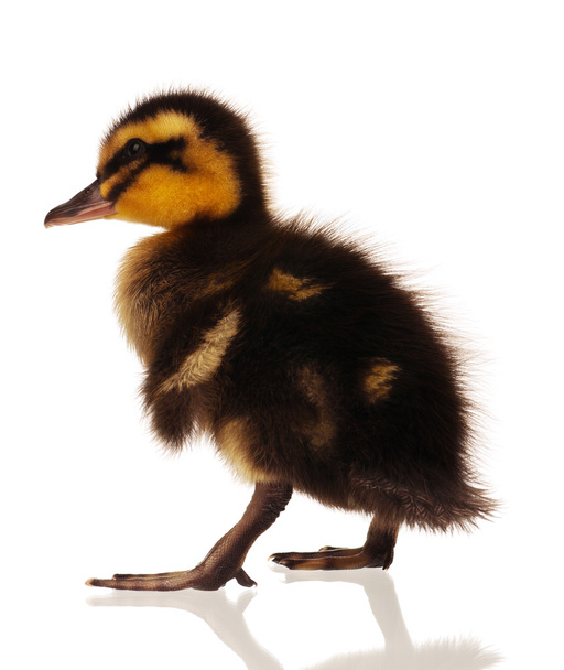 Cute domestic duckling - Photo, Image