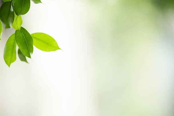Nahaufnahme schöne attraktive Natur Ansicht des grünen Blattes auf verschwommenem Grün Hintergrund im Garten mit Kopierraum als Hintergrund natürliche grüne Pflanzen Landschaft, Ökologie, frische Tapete Konzept. - Foto, Bild