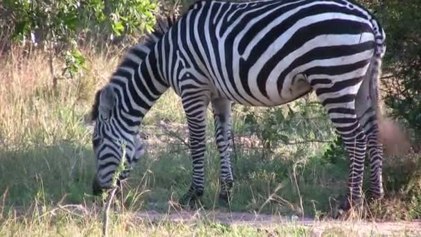 Grant Zebra, Masai Mara, Kenya - Felvétel, videó