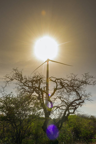 Turbinas eólicas en Aracati, cerca de Fortaleza, Ceara, Brasil. - Foto, imagen