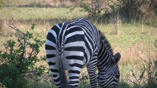 Grant 's Zebra, Masai Mara, Kenia - Video