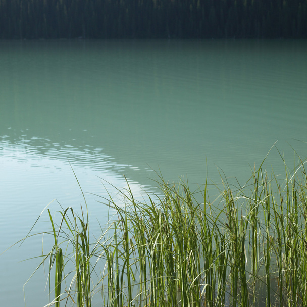 Grass στην λίμνη - Φωτογραφία, εικόνα