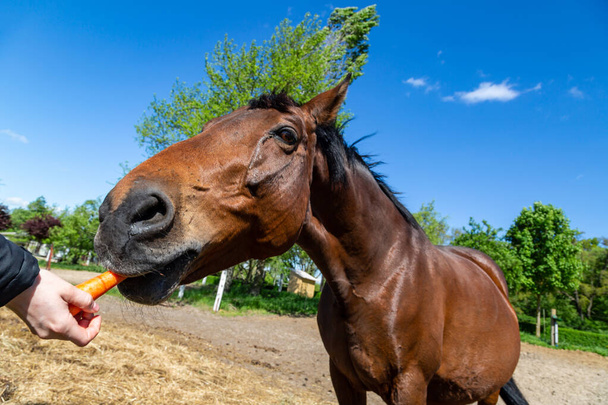 barna vemhes ló etetése - Fotó, kép