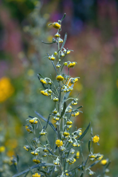 Artemisia absinthium, absinthe wormwood, sagebrush close-up - Fotografie, Obrázek