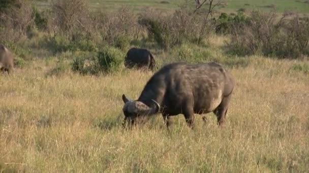 Afrikanischer Büffel, Masai Mara, Kenia - Filmmaterial, Video