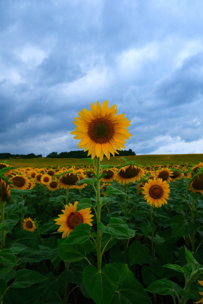 Sunflower field landscape. field of blooming sunflowers on a background sunset. Sunflower natural background,  - Photo, Image