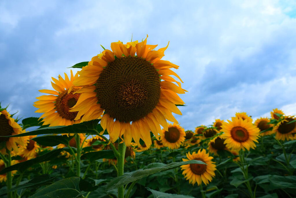 Sunflower field landscape. field of blooming sunflowers on a background sunset. Sunflower natural background,  - Photo, Image