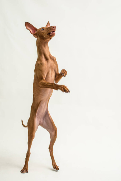 Snello dai capelli rossi siciliano Greyhound cane si erge sulle zampe posteriori in studio su uno sfondo bianco - Foto, immagini