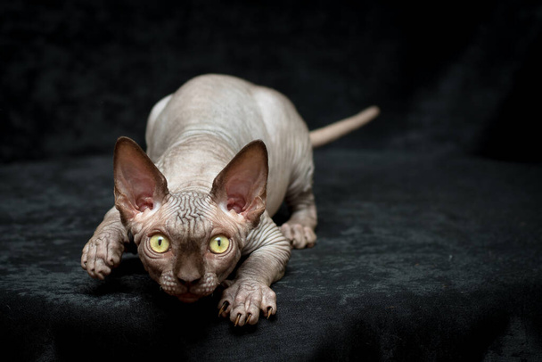 sphynx cat gray bald wrinkled lying and preparing to attack studio photo on a black background - Foto, afbeelding