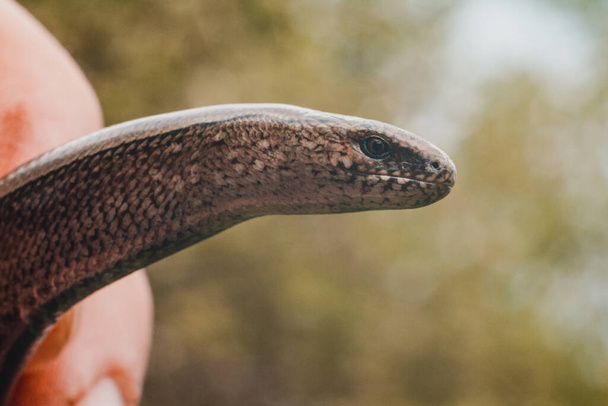 Φίδι σαν σαύρα σε ανθρώπινο χέρι, κοντινό πλάνο του κεφαλιού της δαγκάνας, αργή και άτολμη εμφάνιση σαύρας Anguis tsolchitsa.2021 - Φωτογραφία, εικόνα