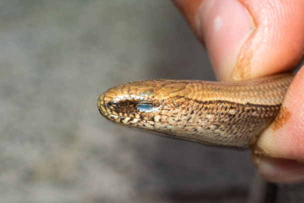 Jaszczurkopodobny wąż w ludzkiej ręce, zbliżenie głowy pazura, powolny i nieśmiały wygląd jaszczurek Anguis tsolchitsa.2021 - Zdjęcie, obraz