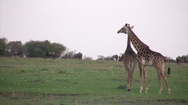 Masai Giraffes, Masai Mara, Κένυα - Πλάνα, βίντεο