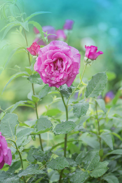 Обличчя прекрасного фіолетового янгола. Пурпурова лаванда троянди в саду. - Фото, зображення