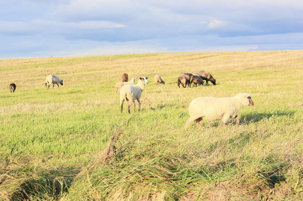 Sheep in the meadow in fall - Fotoğraf, Görsel