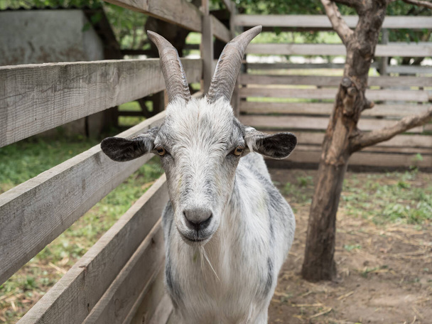 Una cabra en un potrero cercano. Mascota. La bestia con cuernos. - Foto, imagen