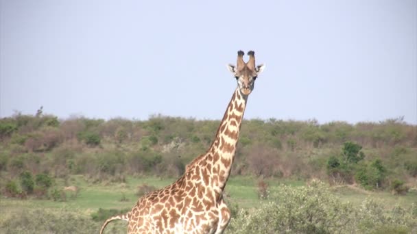Jirafas Masai, Masai Mara, Kenia - Imágenes, Vídeo