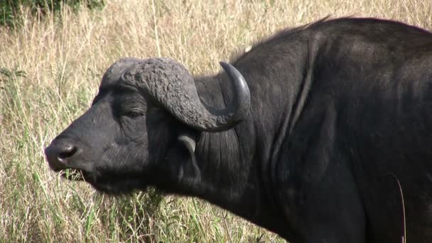 African Buffalo, Masai Mara, Kenia - Video