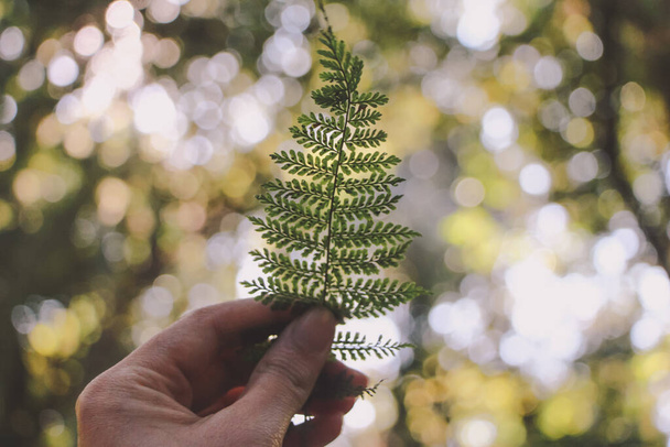Hand holding fern leave on sun light bokeh background. - Фото, изображение