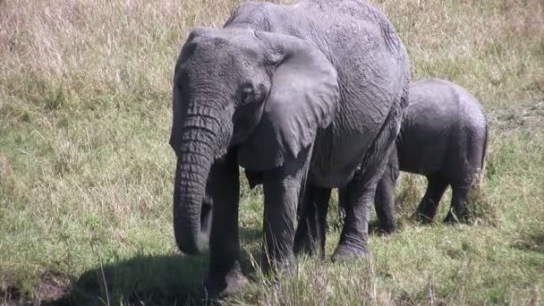 Afrikanischer Elefant, Masai Mara, Kenia - Filmmaterial, Video