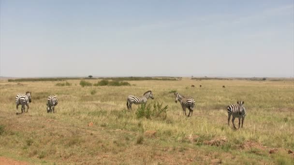 Grant 's Zebra, Masai Mara, Kenia - Filmmaterial, Video