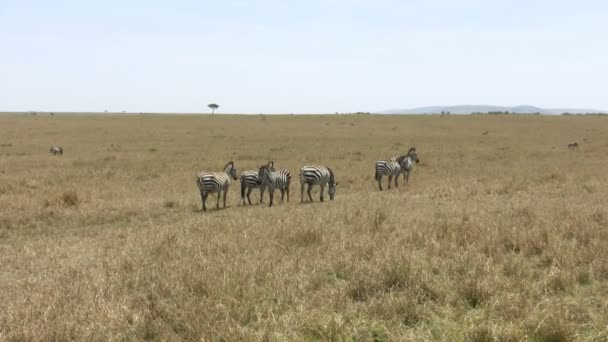 Grant 's Zebra, Masai Mara, Kenya - Кадры, видео
