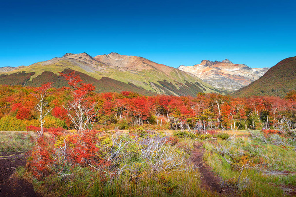 Vue panoramique sur la forêt australe magique, les tourbières mortes, les ruisseaux glaciaires et les hautes montagnes du parc national de la Terre de Feu, Patagonie, Argentine, automne doré - Photo, image