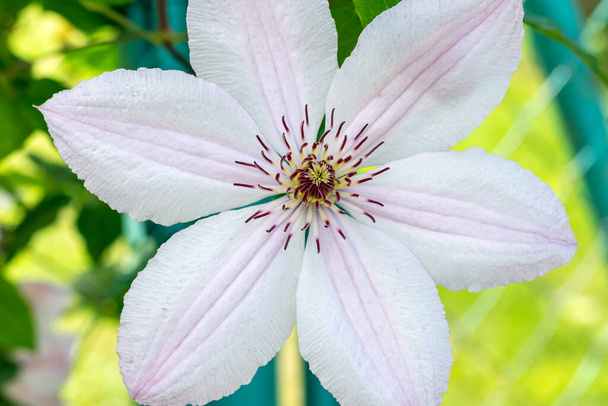 Fermer fleur de clématite blanche dans le jardin. - Photo, image