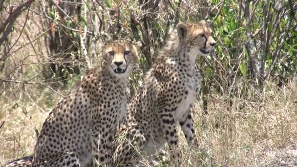 Cheetah, Masai Mara, Kenia - Video
