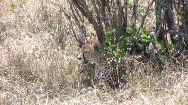Gepard, Masai Mara, Kenia - Filmmaterial, Video