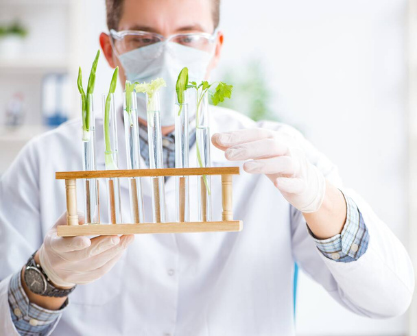 Kasvien parissa työskentelevä miespuolinen biokemisti - Valokuva, kuva