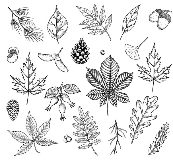 Autumn vector set with leaves, berries, fir cones, nuts, and acorns. Detailed forest botanical elements for decoration. Oak, maple, chestnut leaf drawing - Vector, Imagen