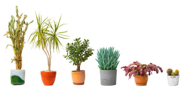 Variété de plantes d'intérieur dans des pots isolés sur fond blanc. Personne. - Photo, image