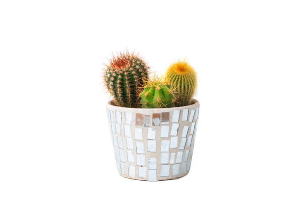 Trois types de cactus dans un pot isolé sur fond blanc. Plante maison. Personne. - Photo, image