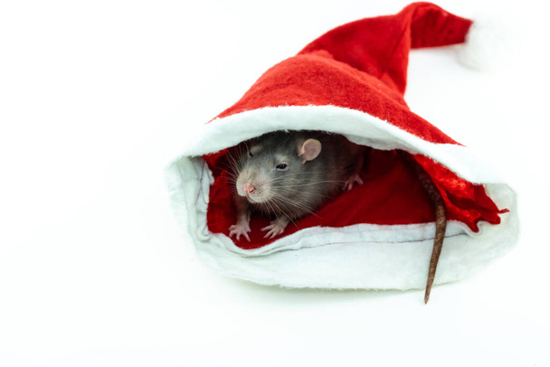 gray little rat hiding in a santa hat on a white background - Foto, imagen
