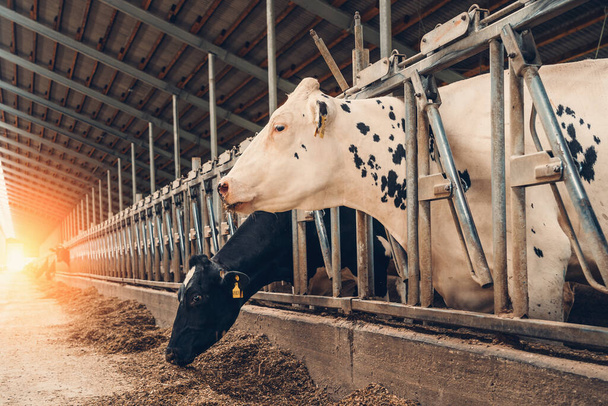 Valkoinen lehmä lähikuva ladossa maitotilalla - Valokuva, kuva