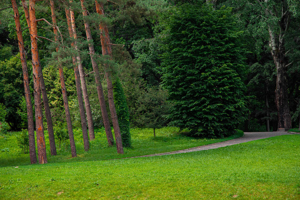 ήσυχο γραφικό τοπίο πάρκο φύση περιβάλλον χώρο με ψηλά δέντρα και πράσινο γρασίδι λιβάδι χωρίς ανθρώπους εδώ ήρεμη καλοκαιρινή μέρα - Φωτογραφία, εικόνα