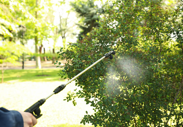 Worker spraying pesticide onto green bush outdoors, closeup. Pest control - Photo, Image