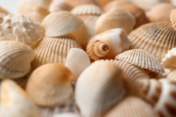 Many beautiful seashells as background, closeup view - Fotoğraf, Görsel