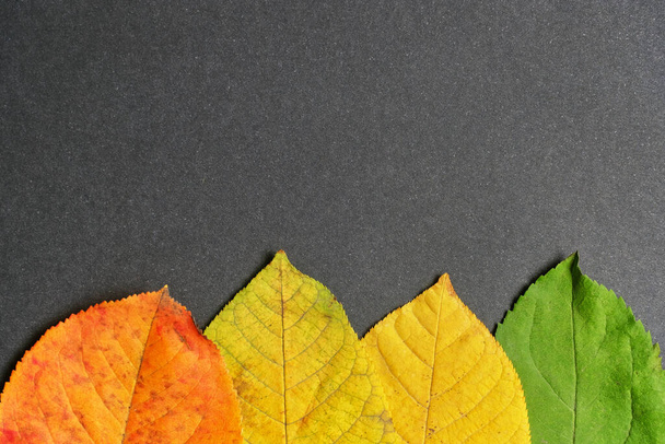 Resumen del concepto de otoño a partir de hojas secas y fondo con una copia del espacio. - Foto, Imagen